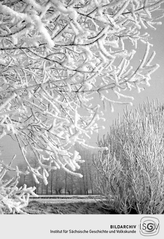 Winterliche Elsterauen bei Pegau