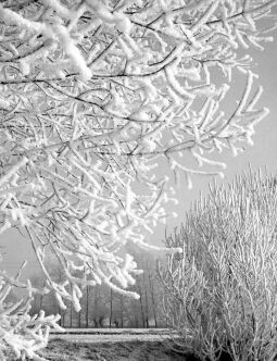 Bild: Winterliche Elsterauen bei Pegau