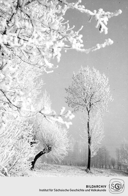 Winterliche Elsterauen bei Pegau