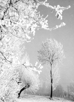 Bild: Winterliche Elsterauen bei Pegau