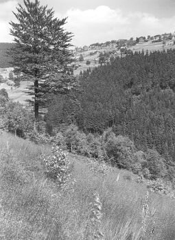 Bild: Blick zum Aschberg