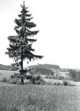 Bild: Blick zur Burgruine in Burgstein