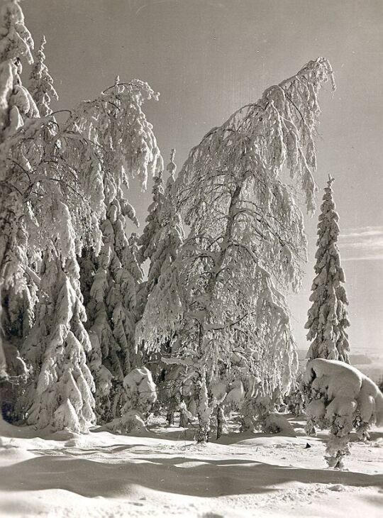 Winterlandschaft auf dem Hohen Brand bei Erlbach