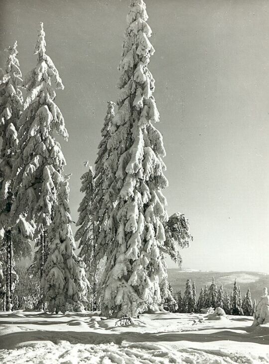 Winterlandschaft auf dem Hohen Brand bei Erlbach