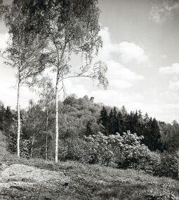 Bild: Blick zur Burgruine Liebau