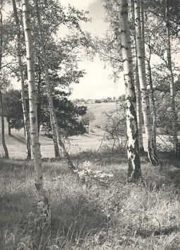Bild: Landschaft bei Jocketa