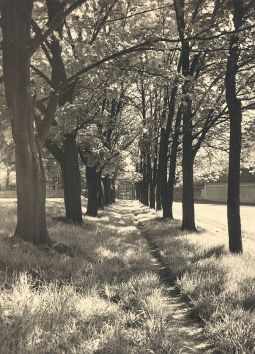 Bild: Allee am Schloß Pöhl