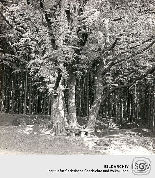 Alte Steinbank am Kapellenberg bei Schönberg