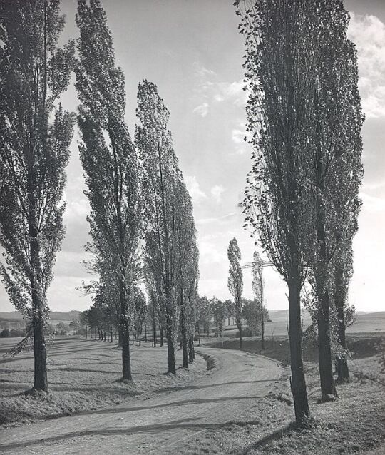 Eine Pappelallee bei Unterlosa