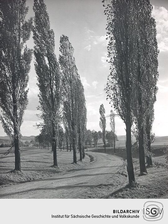 Eine Pappelallee bei Unterlosa