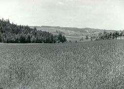 Bild: Blick auf Untertriebel