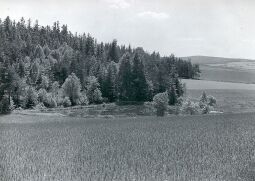Bild: Forellenteiche bei Triebel