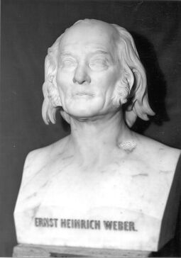 Bild: Ernst Heinrich Weber (Marmorbürste)