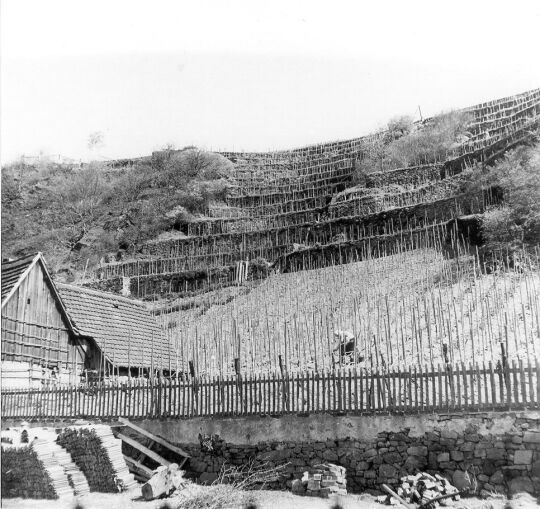 Weinberg bei Seußlitz