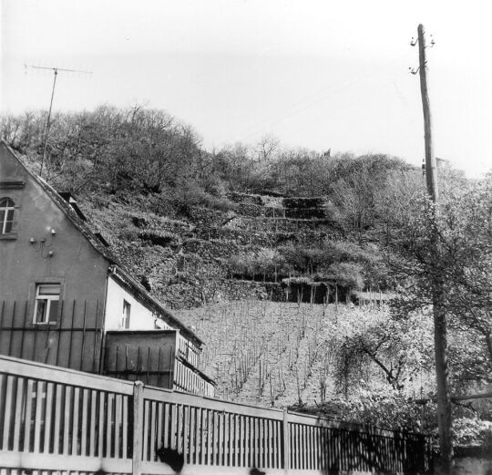 Weinberg bei Seußlitz