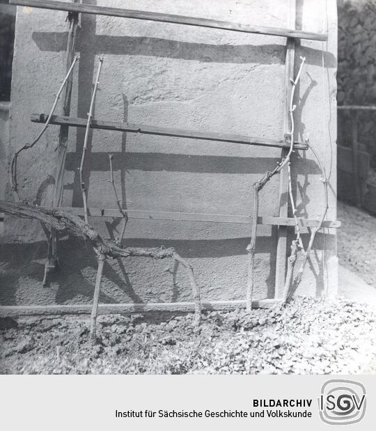 Gutedel-Stock in Diesbar-Seußlitz