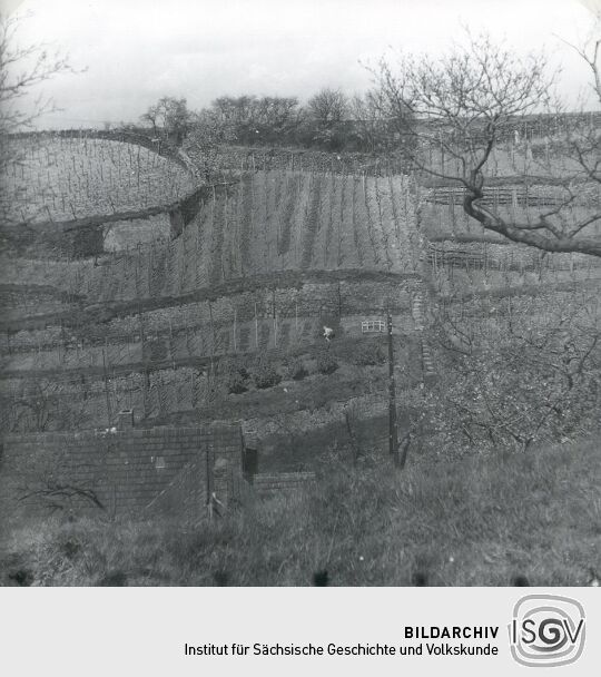 Weinbergterrassen in Seußlitz