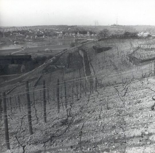 Blick auf Weinstöcke in Seußlitz