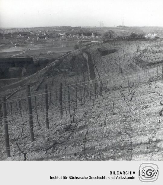 Blick auf Weinstöcke in Seußlitz