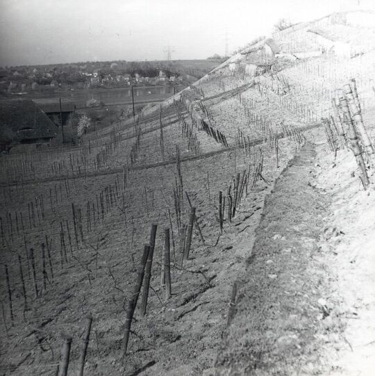 Weinstöcke am Seußlitzer Schloßberg