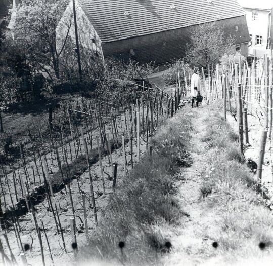 Weinstöcke am Seußlitzer Schloßberg