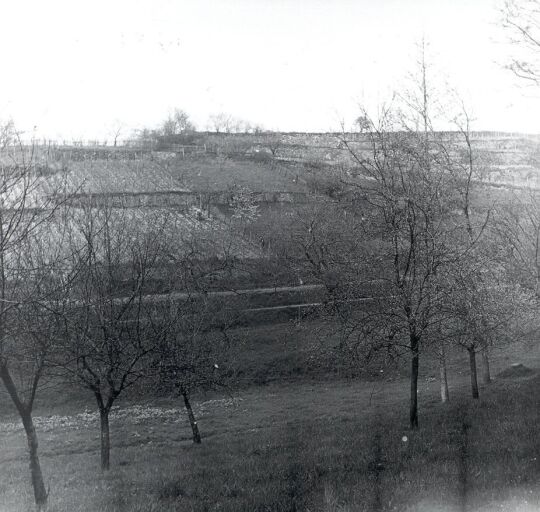 Weinberge in Seußlitz