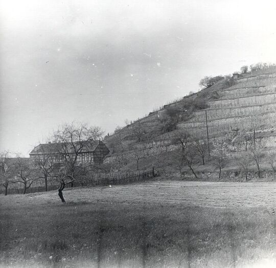 Weinberge in Seußlitz