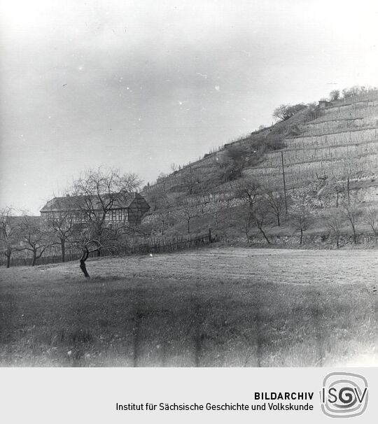 Weinberge in Seußlitz