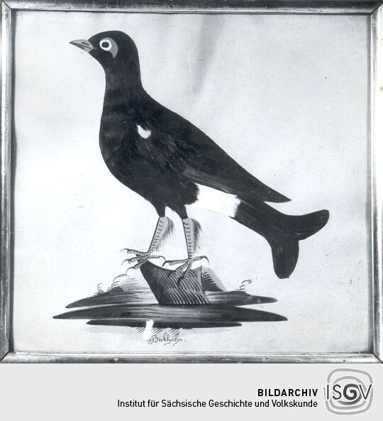 Vogelbild aus dem Heimatmuseum Sebnitz