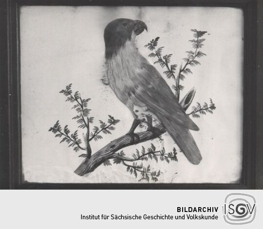 Vogelbild aus dem Heimatmuseum Ebersbach