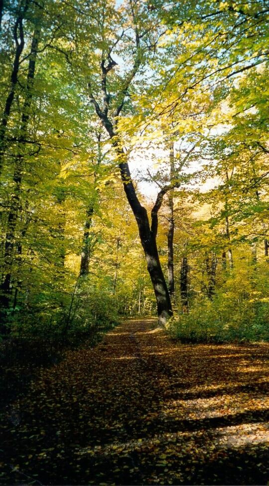 Herbststimmung im Großen Garten in Dresden