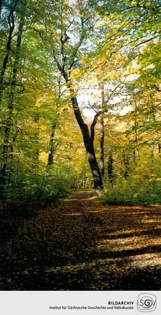 Herbststimmung im Großen Garten in Dresden