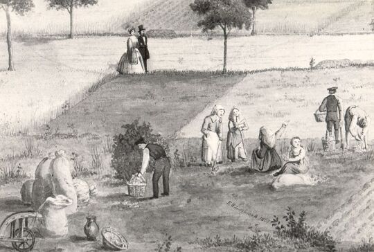 Landarbeiter bei der Kartoffelernte