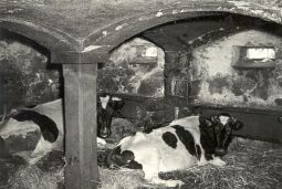 Bild: Alter Stall in Kreckwitz