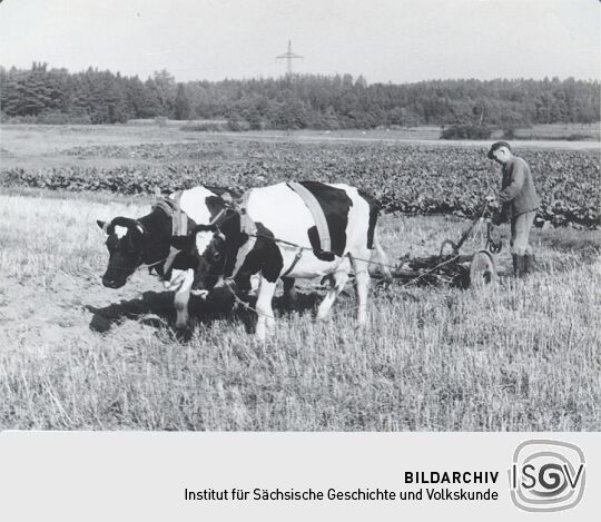 Bodenbearbeitung in Zschillichau