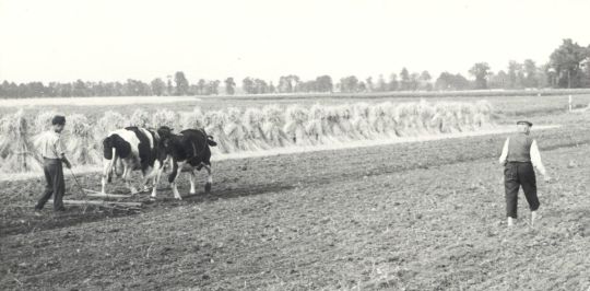 Knöterich-Saat in Schmerlitz