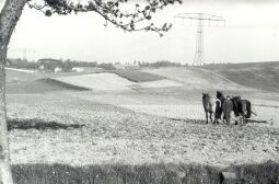 Bild: Feldarbeit in Crostwitz