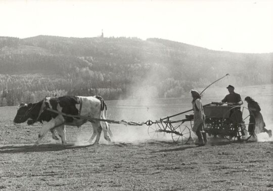 Feldarbeit in Meschwitz, Aussaat