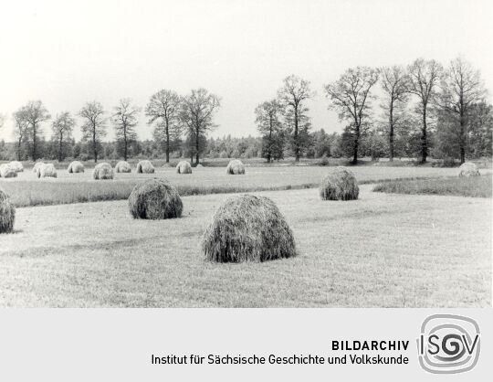 Feldarbeit in Groß Särchen