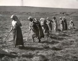 Bild: Feldarbeit in Panschwitz-Kuckau, Grumt