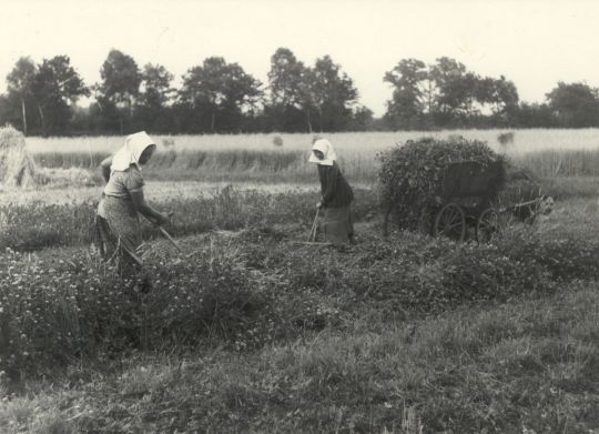 Feldarbeit in Zerna, Kleeernte