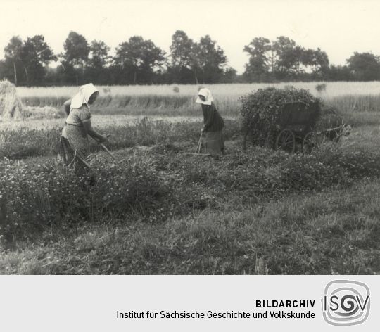 Feldarbeit in Zerna, Kleeernte