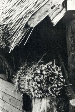 Bild: Feldarbeit in Kreckwitz, Getreideernte