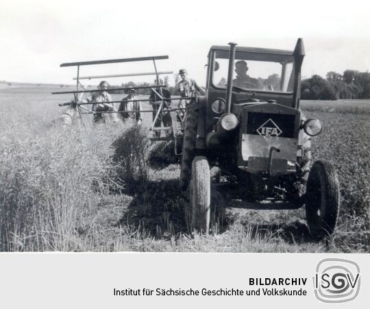Rapsernte in Kreckwitz