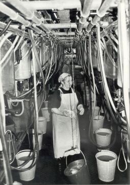 Bild: Melkanlage in Radibor