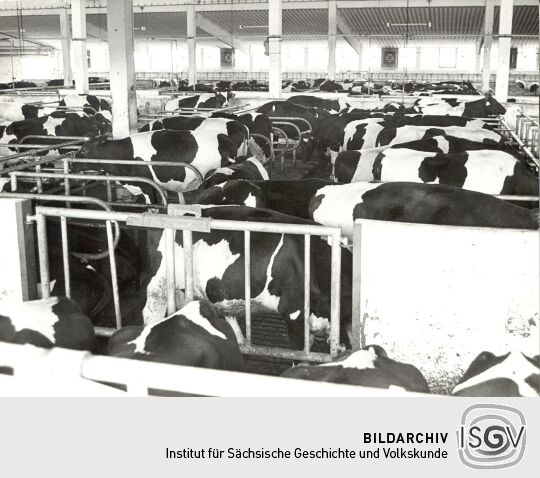 Melkanlage in Radibor