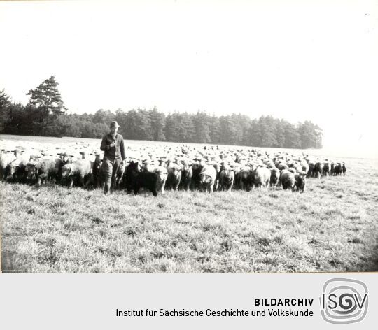 Schafhaltung in Rohne