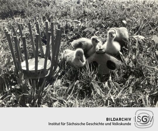 Gerätschaften zur Geflügelhaltung in Kreckwitz, Gänsegitter