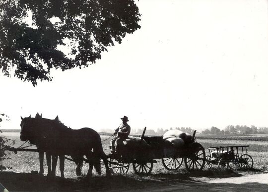 Pferdegespann in Räckelwitz