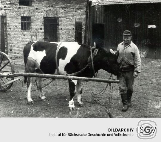 Rindergespann in Mühlrose